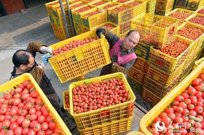 广西“南菜北运”基地县圣女果热销北方，优质农副产品拓宽富民路